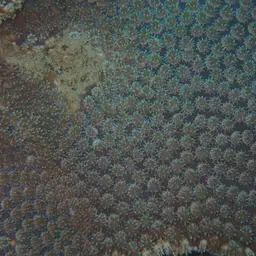 Octopus Coral, photo 7