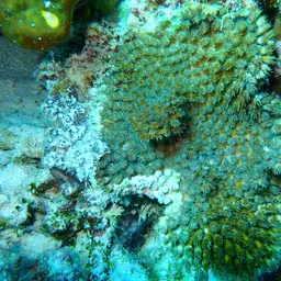 Octopus Coral, photo 8
