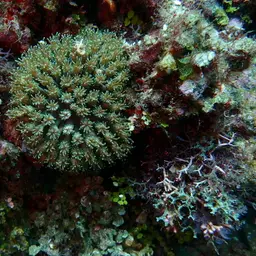 Octopus Coral, photo 9