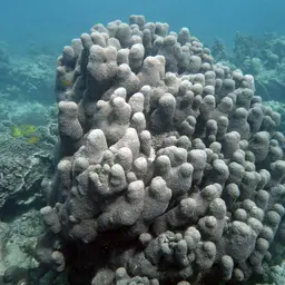 Octopus Coral, photo 1
