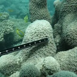 Octopus Coral, photo 10