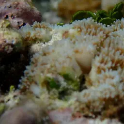 Octopus Coral, photo 11