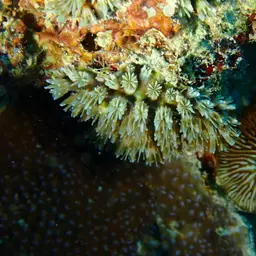 Octopus Coral, photo 12