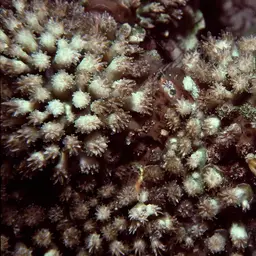 Octopus Coral, photo 2