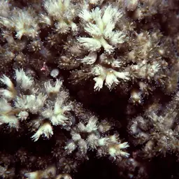 Octopus Coral, photo 1