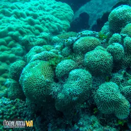 Galaxy Coral, photo 2