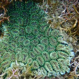 Galaxy Coral, photo 3