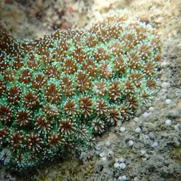 Galaxy Coral, photo 5