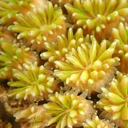 Galaxy Coral, photo 6