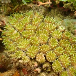 Galaxy Coral, photo 7