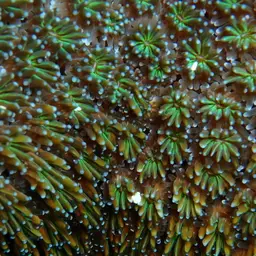 Galaxy Coral, photo 8