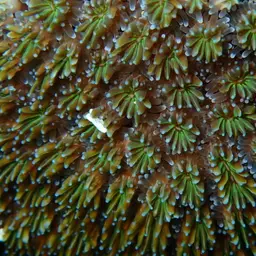 Galaxy Coral, photo 9