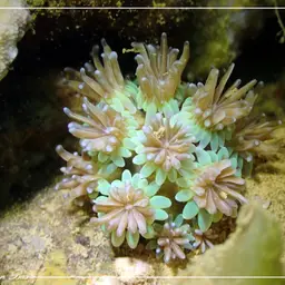 Galaxy Coral, photo 10
