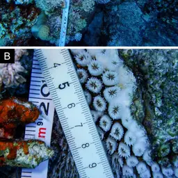 Galaxy Coral, photo 11