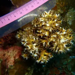 Scalpel Coral, photo 1