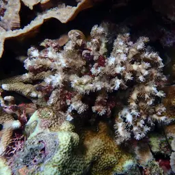 Scalpel Coral, photo 2