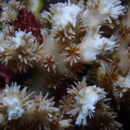 Scalpel Coral, photo 3