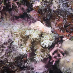 Scalpel Coral, photo 4