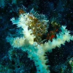 Scalpel Coral, photo 5