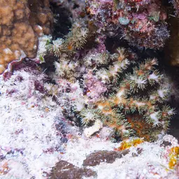 Scalpel Coral, photo 6
