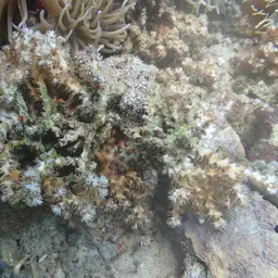 Scalpel Coral, photo 7