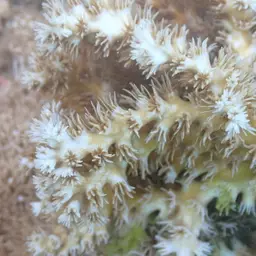 Scalpel Coral, photo 8