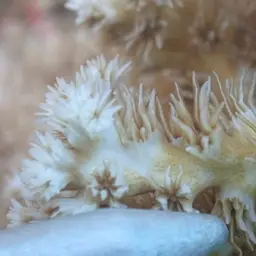 Scalpel Coral, photo 9