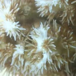 Scalpel Coral, photo 10