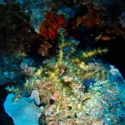 Scalpel Coral, photo 11
