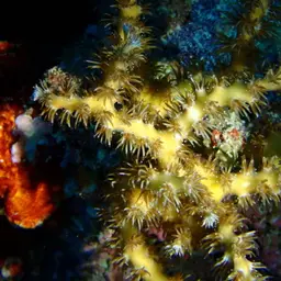 Scalpel Coral, photo 12