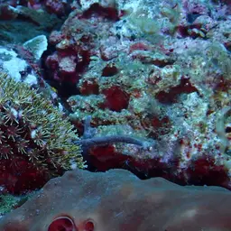 Octopus Coral, photo 1