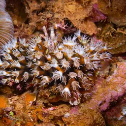 Octopus Coral, photo 2
