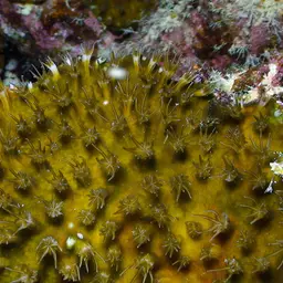 Octopus Coral, photo 4