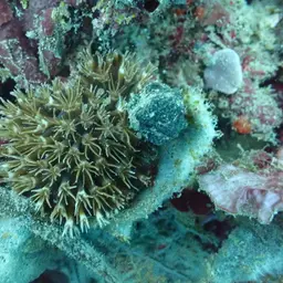 Octopus Coral, photo 5