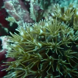 Octopus Coral, photo 6