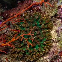 Octopus Coral, photo 8