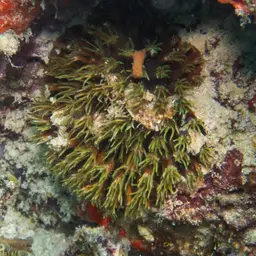 Octopus Coral, photo 9
