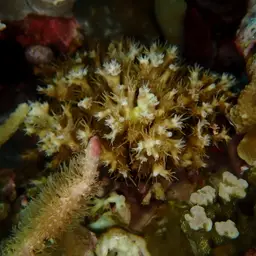 Octopus Coral, photo 10