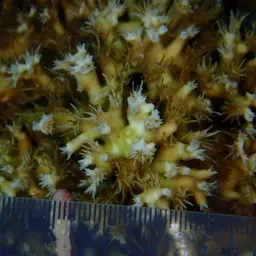 Octopus Coral, photo 11