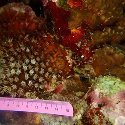 Octopus Coral, photo 12
