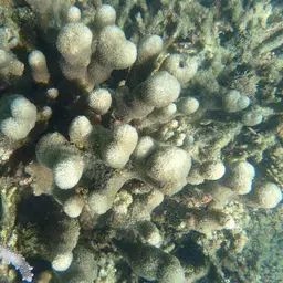Octopus Coral, photo 2