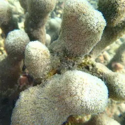 Octopus Coral, photo 3