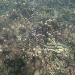 Octopus Coral, photo 4