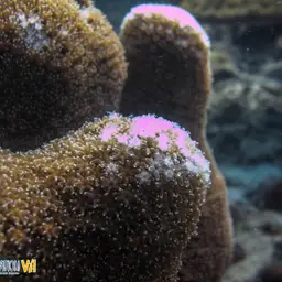 Octopus Coral, photo 5