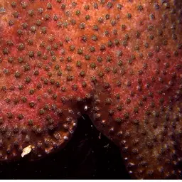 Octopus Coral, photo 6