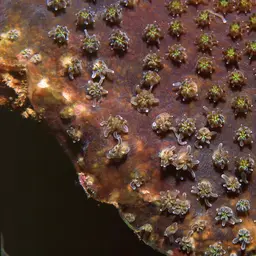 Octopus Coral, photo 7