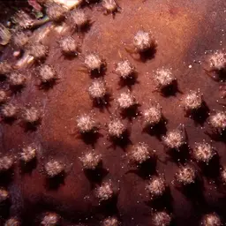 Octopus Coral, photo 8