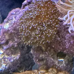 Octopus Coral, photo 9
