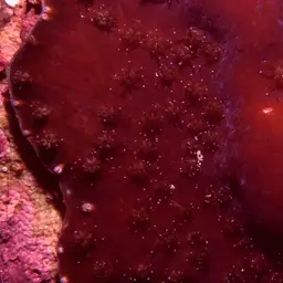 Octopus Coral, photo 10