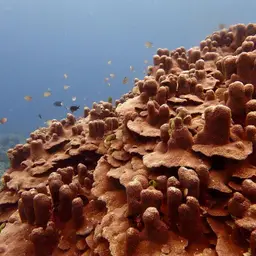 Octopus Coral, photo 1